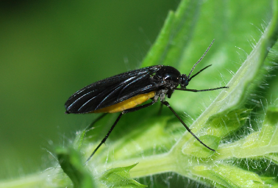 Sciara analis?
